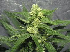 Bud " Jack Herer " (flo+35)