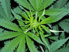 Plant " Jack Herer " sommité (cro+30)[45cm]
