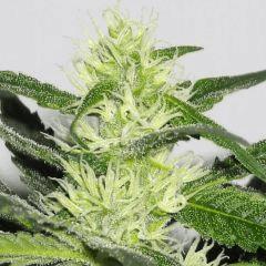 Bud " Jack Herer " (flo+30)