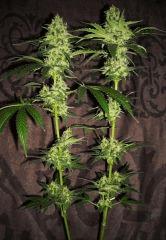 [Double Onebud ] " Jack Herer " (Flo+50)