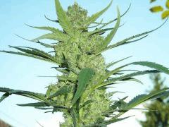 Bud " Jack Herer " ( Flo+50)