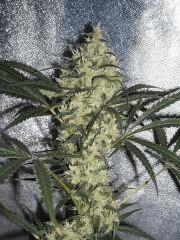 Bud principal " Jack Herer " (flo+60)