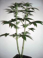 [Double Onebud ] " Jack Herer " (Flo+21)