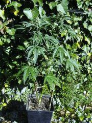 [Double Onebud ] " Jack Herer " (Flo+40)