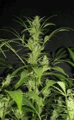 Bud " Jack Herer " (flo+35)