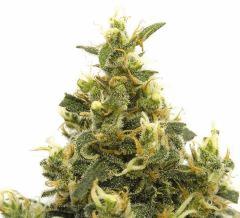 Bud " Jack Herer " ( flo+70)