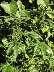 [Double Onebud ] " Jack Herer " (Flo+40)