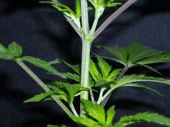 Plant " Jack Herer " Branches secondaires ( cro+15)[ 20cm]