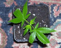 Bouture " Jack Herer " (Serre+10) [ Cro jour j ]