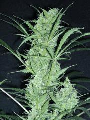 Bud " Jack Herer " (flo+50)