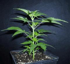 Plant " Jack Herer " ( cro+15) [20cm]