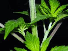 Plant " Jack Herer " Branches secondaires ( cro+15)[ 20cm]