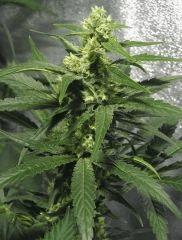 Bud " Jack Herer " ( flo+35)