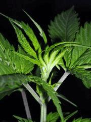 Plant " Jack Herer " apex ( cro+15) [20cm]