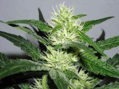 Bud " Jack Herer " (flo+30)