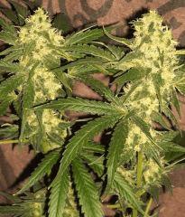 [Double Onebud ] " Jack Herer " (Flo+50)