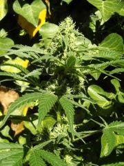 [Double Onebud ] " Jack Herer " (Flo+40)