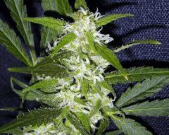 Fleur " Jack Herer" (flo+40)