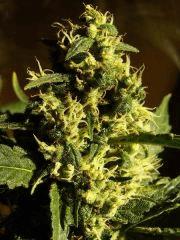[Double Onebud ] " Jack Herer " (Flo+50)
