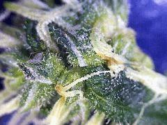 Macro fleur " Jack Herer "