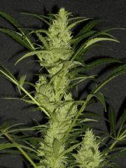 Bud " Jack Herer " (flo+35)