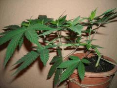 Plant " Jack Herer " En palissage ( Cro+30 )