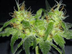 Fleurs secondaires " Jack Herer " (flo+45)