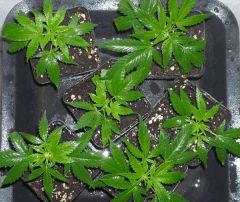 " Six clones " dans le jardin ! "   Boutures " Jack Herer " (Cro+10)