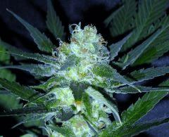 Bud " Jack Herer " (flo+45)