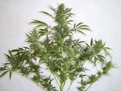 Plante " Jack Herer " (flo+50)