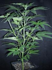 Plant " Jack Herer " (cro+30)[45cm]