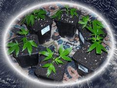 " Six clones " dans le jardin ! "  Boutures " Jack Herer " (Serre+10) [ Cro jour j ]