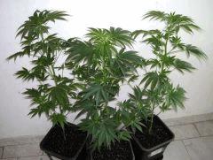 Plantes " Jack Herer " ( Cro+45) (Flo jour J) [80cm]