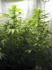 Plantes " Jack Herer " ( Flo+21) (Fin de stretch) [135cm]