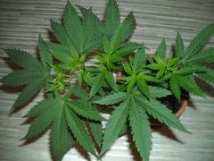Plant " Jack Herer " En palissage  ( Cro+30 )