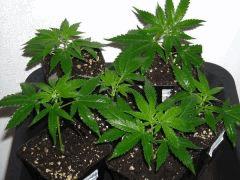" Six clones " dans le jardin ! "   Boutures " Jack Herer " (Cro+10)
