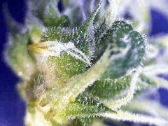 Macro fleur " Jack Herer "