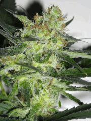 Bud " Jack Herer " (flo+45)