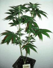 [Double Onebud]  " Jack Herer " (Flo+21)