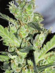 Macro " Jack Herer " ( Flo+50)