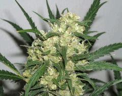 Bud " Jack Herer " (flo+50)