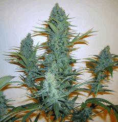 Gros Plans de  "Jack Herer"...
