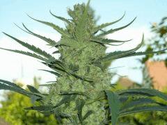 Bud " Jack Herer " ( Flo+50)
