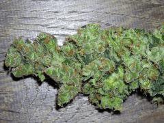 CannaTortue " Jack Herer " (flo+55) [cut + manucure]