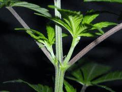 Plant " Jack Herer " Branches secondaires ( cro+15)[ 20cm]