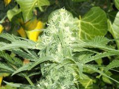 [Double Onebud ] " Jack Herer " (Flo+40)