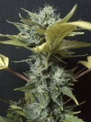 Pineapple express J +54