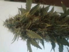 Cream caramel auto J +65