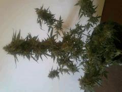 Cream caramel auto J +65
