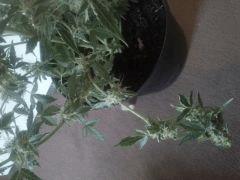 Cream caramel auto J +65